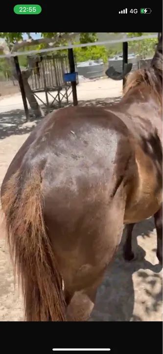 Potro Preto Mangalarga Marchador sem Registro  - Foto 2