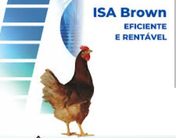 PINTAINHAS ISA Brown - Eficientes e Rentabilizadoras