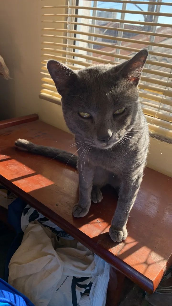 Gata Azul Russo - Foto 3