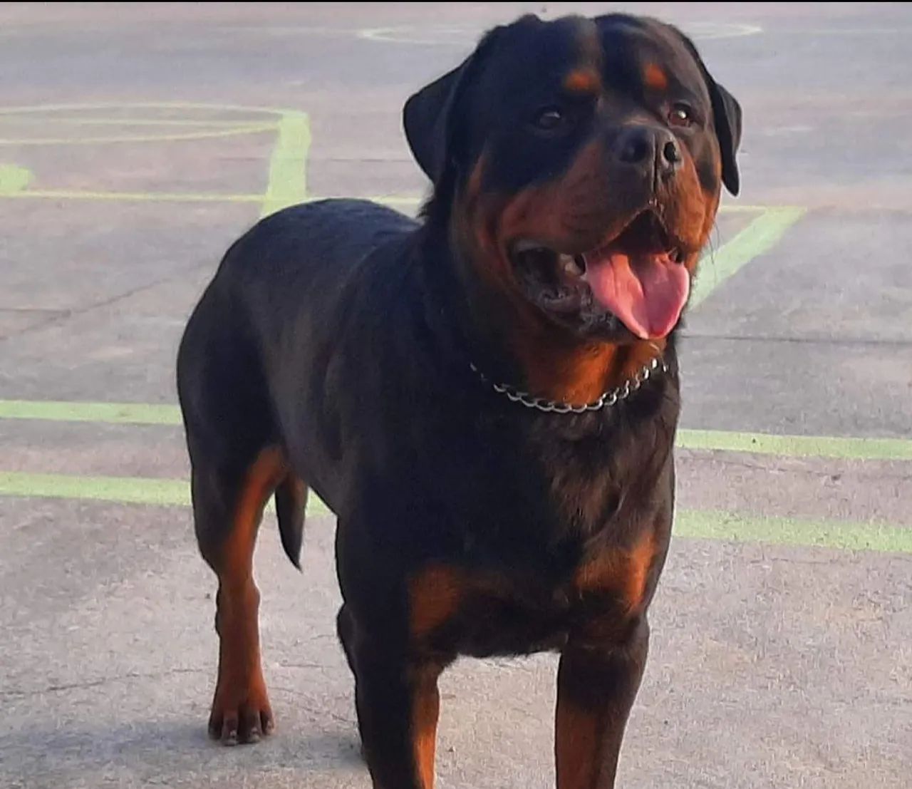 Cachorros Outras Cidades, Pará