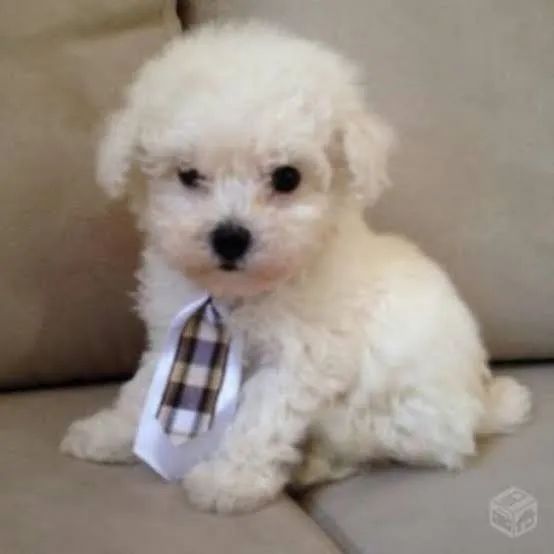 Temos Bebês Poodle  á venda 