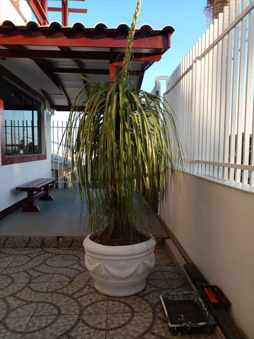 Planta Pata de elefante 