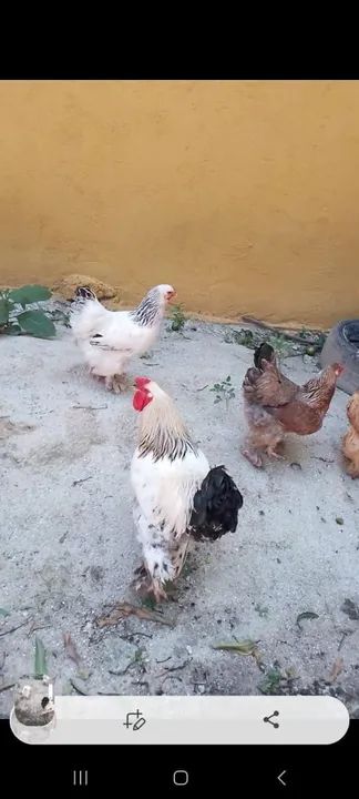 Ovos galados, frango e franga brhama 