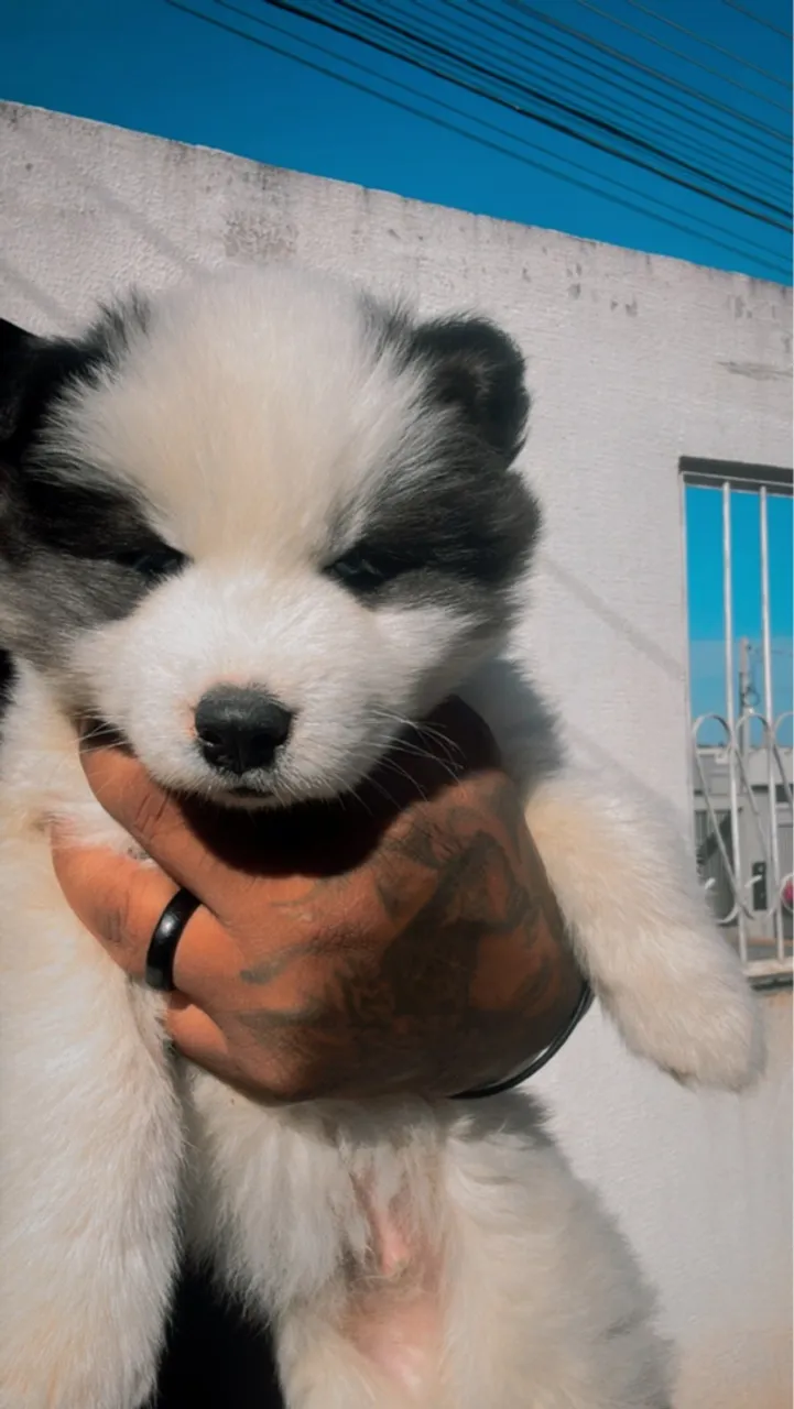 Filhote de Husky Siberiano