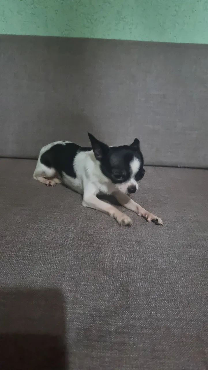 Chihuahua macho - Foto 3