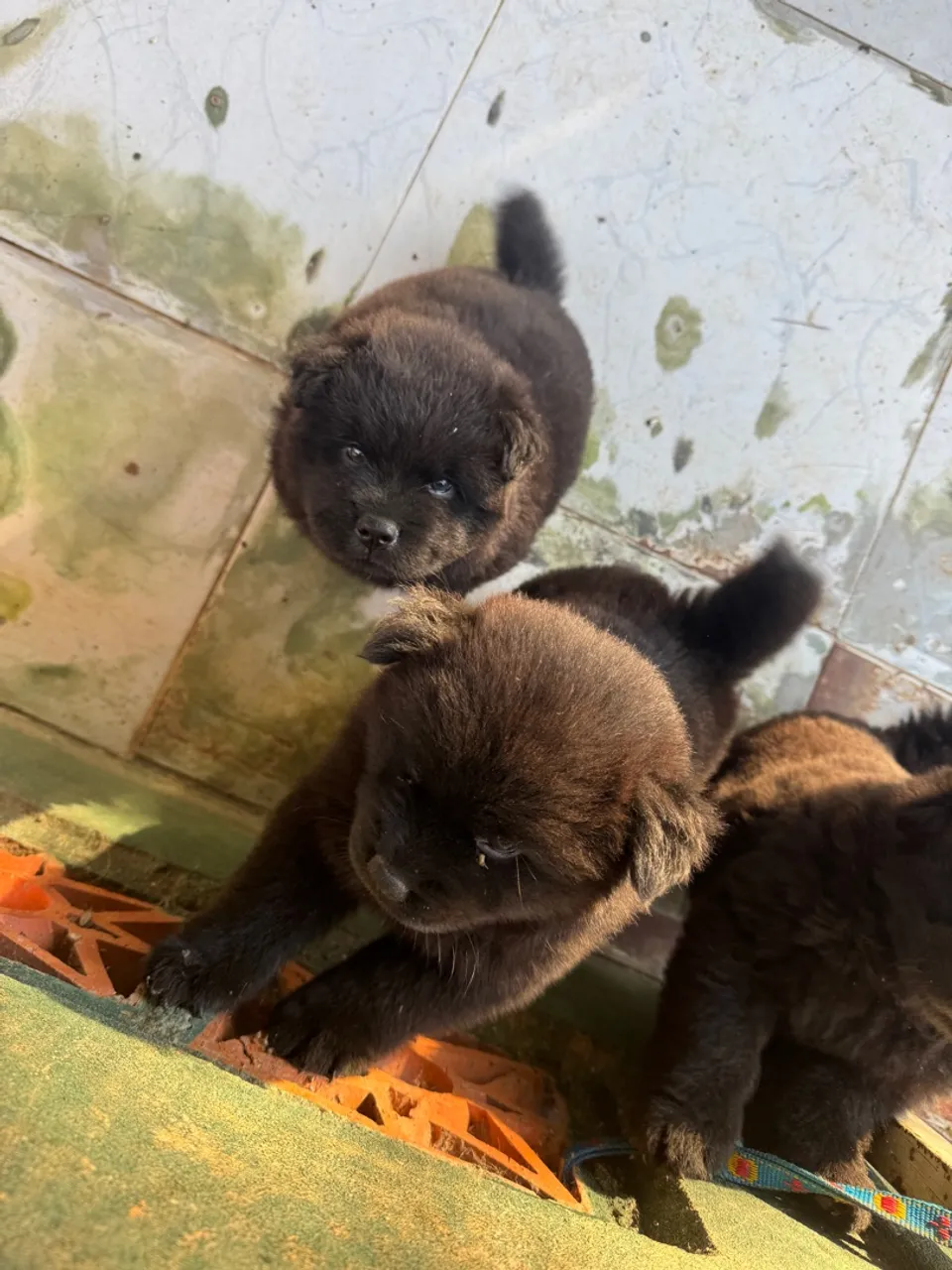 Filhote de chow chow para venda