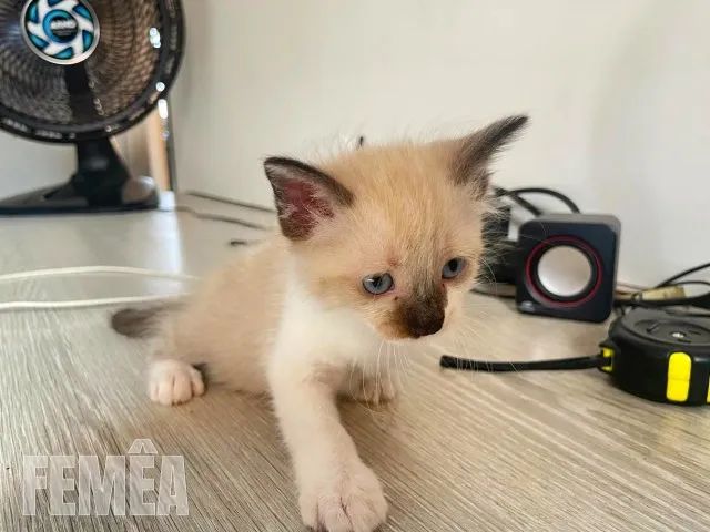 Gatinhos Adoráveis Procuram Lares Cheios de Amor!  - Foto 4