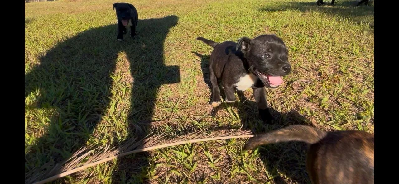 Filhotes de Staffordshire bull Terrier  - Foto 5