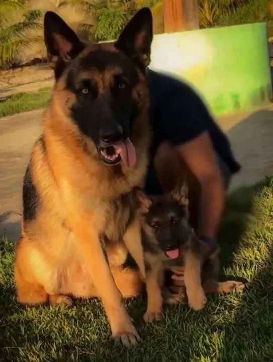 Filhotes de Pastor Alemão - Foto 3