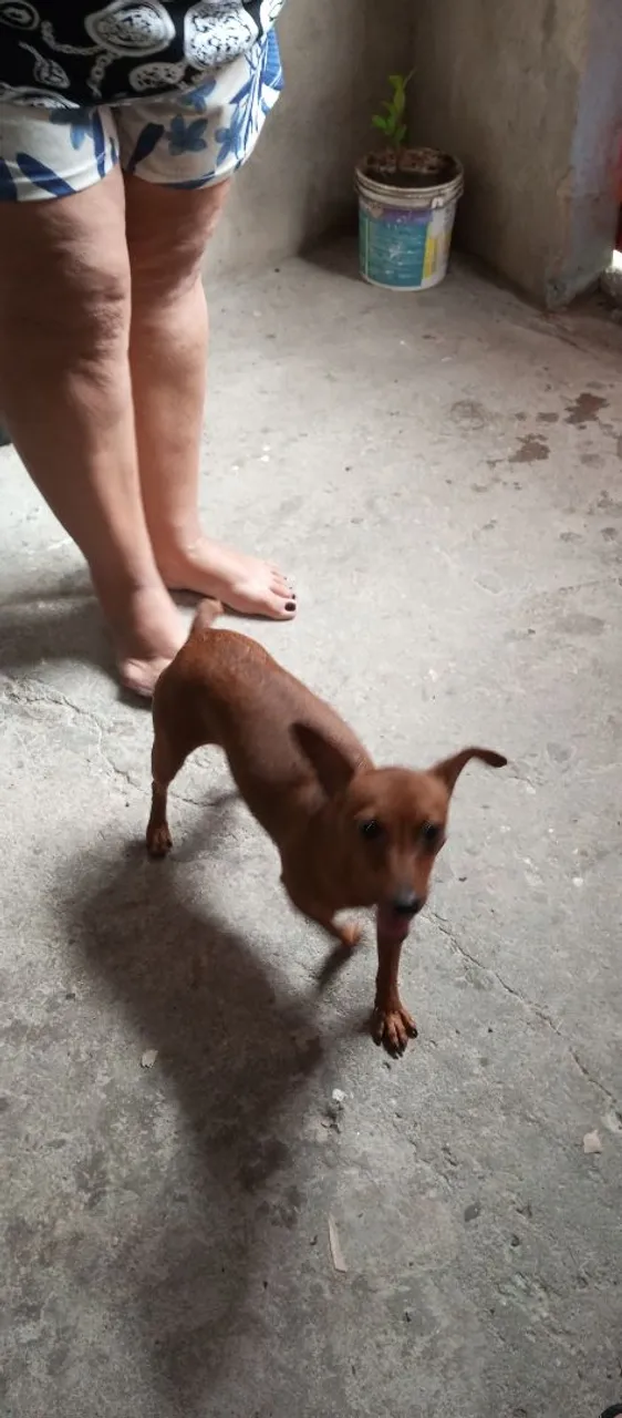 Pinscher n1 fêmea a venda
