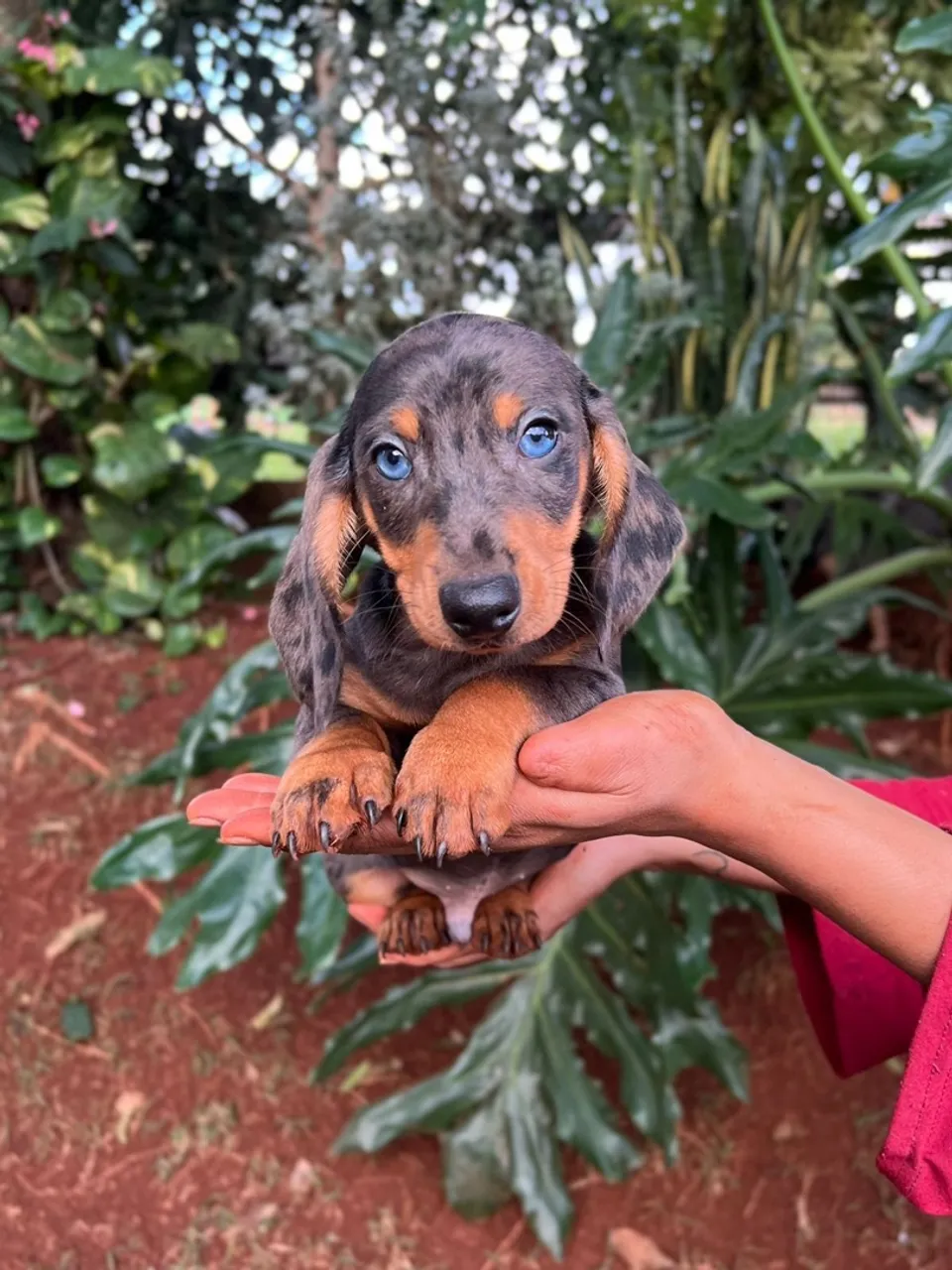 Filhotes de Dachshund/Salsichinha/Teckel