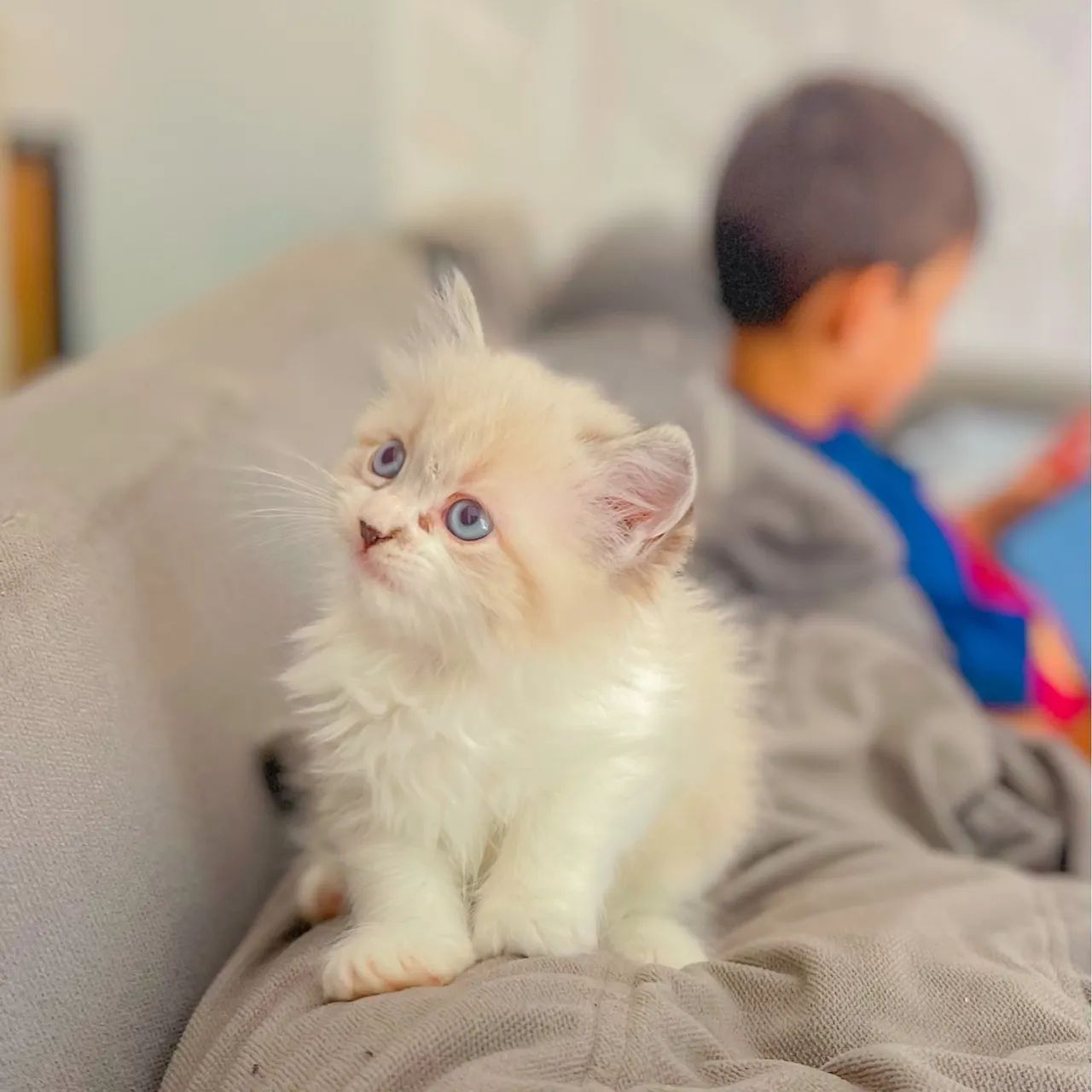 Filhote de gato persa misturado com angorà, super peludinho.  - Foto 3