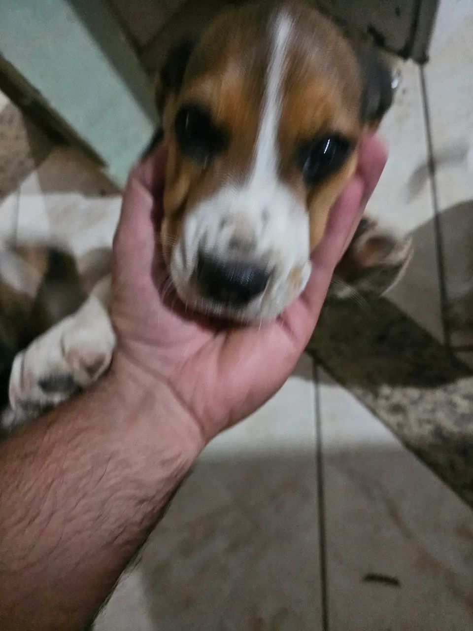 Filhote Beagle - Foto 5