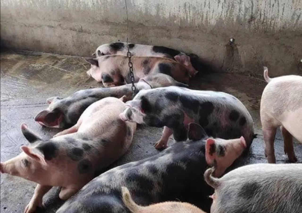Doação de porcos por motivos pessoais