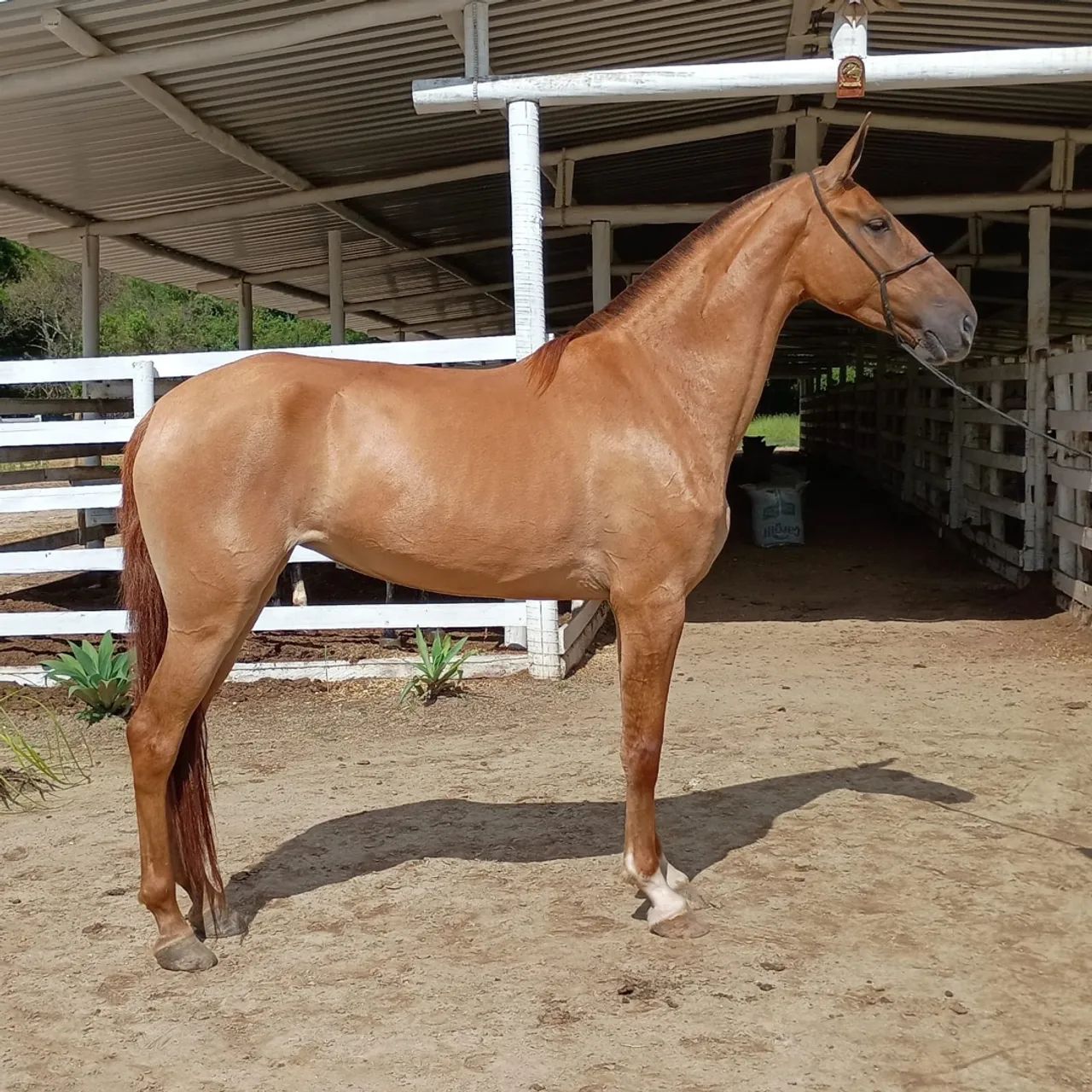 Égua baia campolina - Foto 2