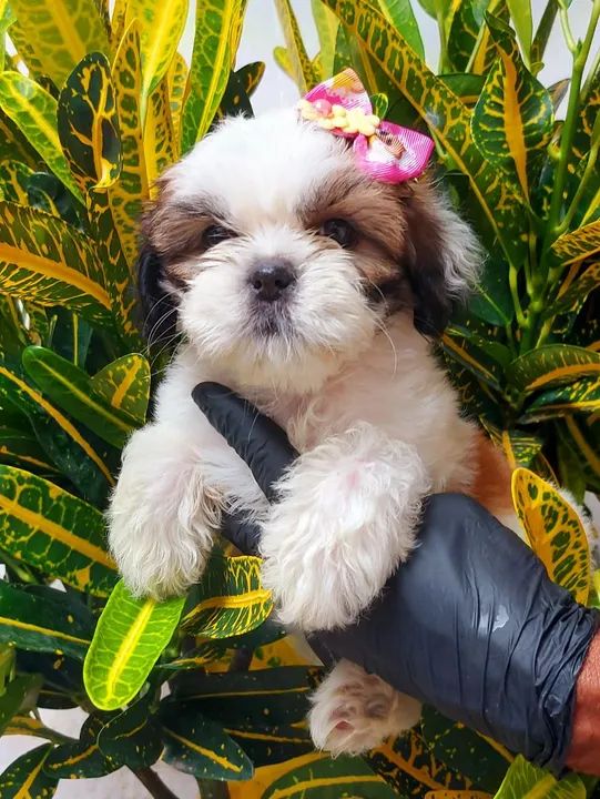 PROMOÇÃO DE FILHOTES DE SHIH-TZU  - Foto 2