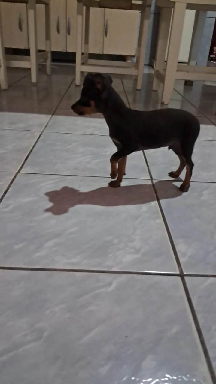 Lindo pinchi macho.pra venda