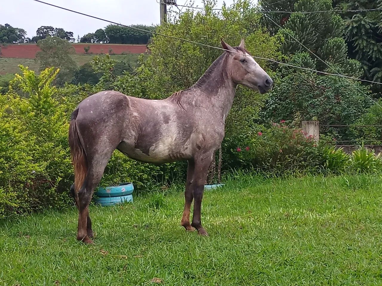 Potra