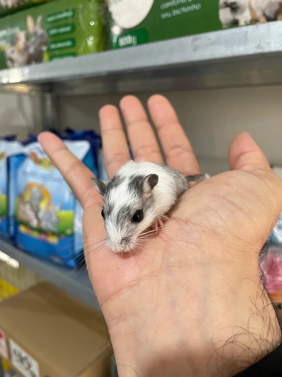 Gerbil filhotes - Foto 2