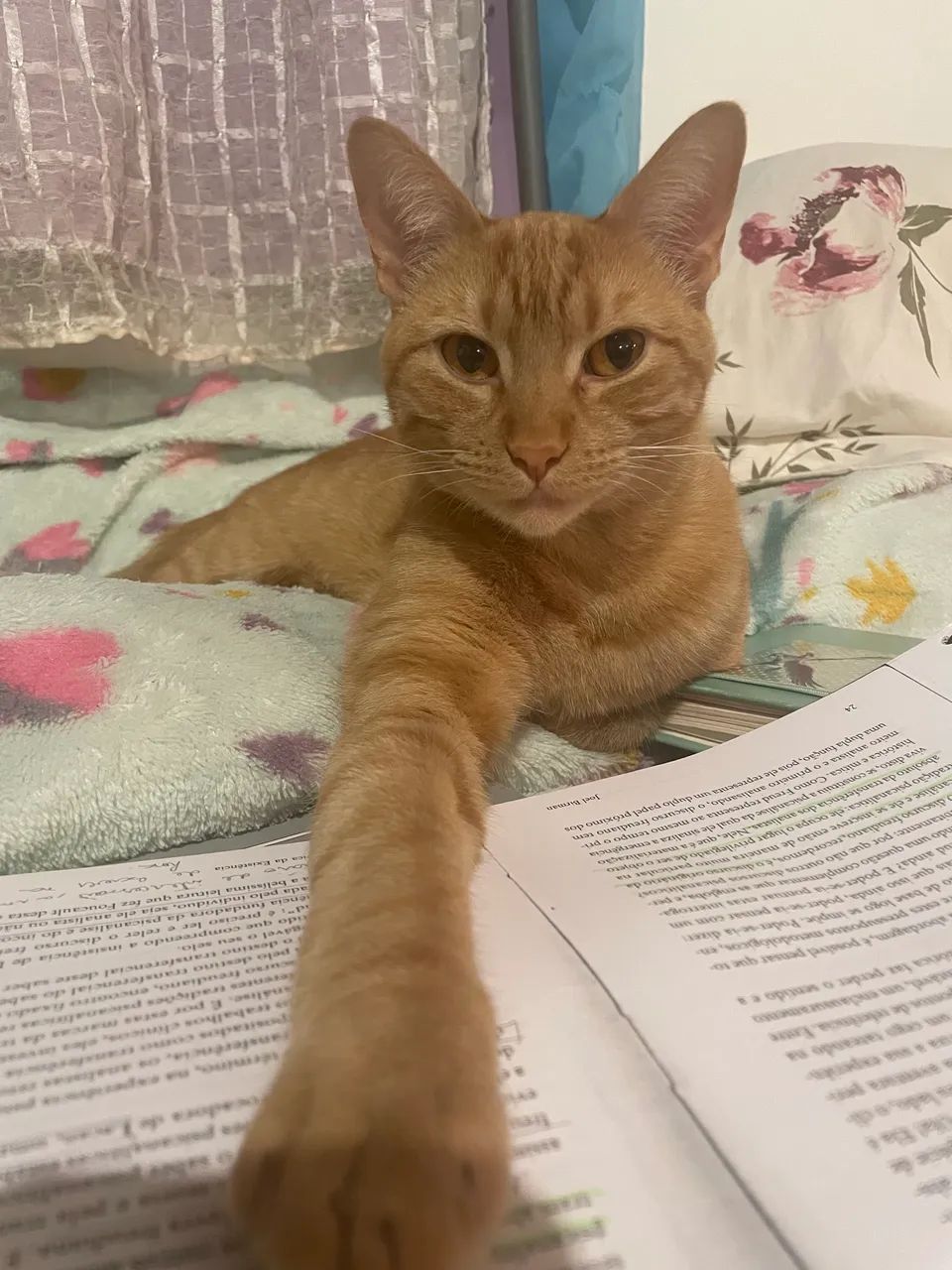 Gatinha laranja procura lar para adoção responsável  - Foto 4
