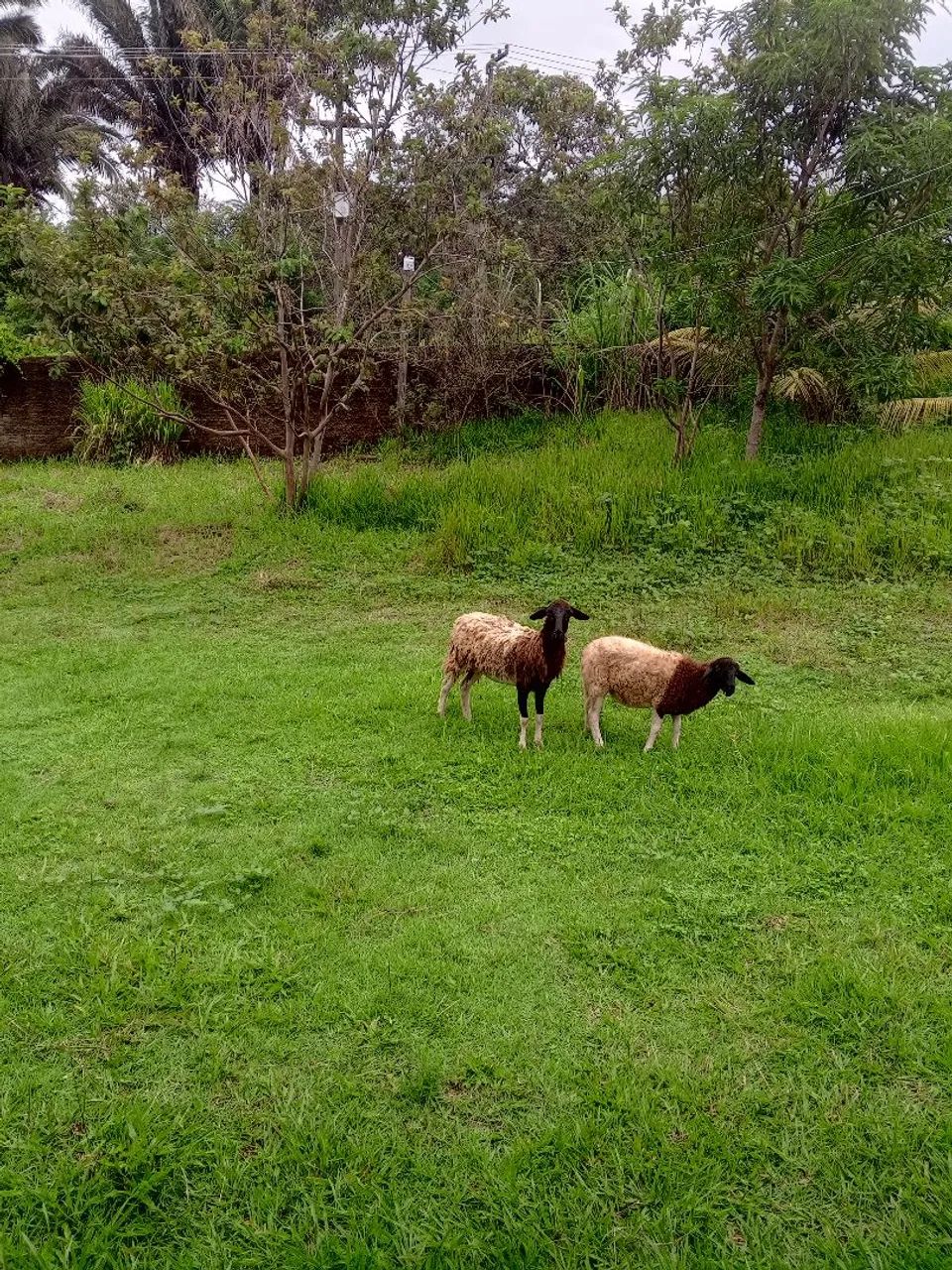 venda carneira e uma borrega 