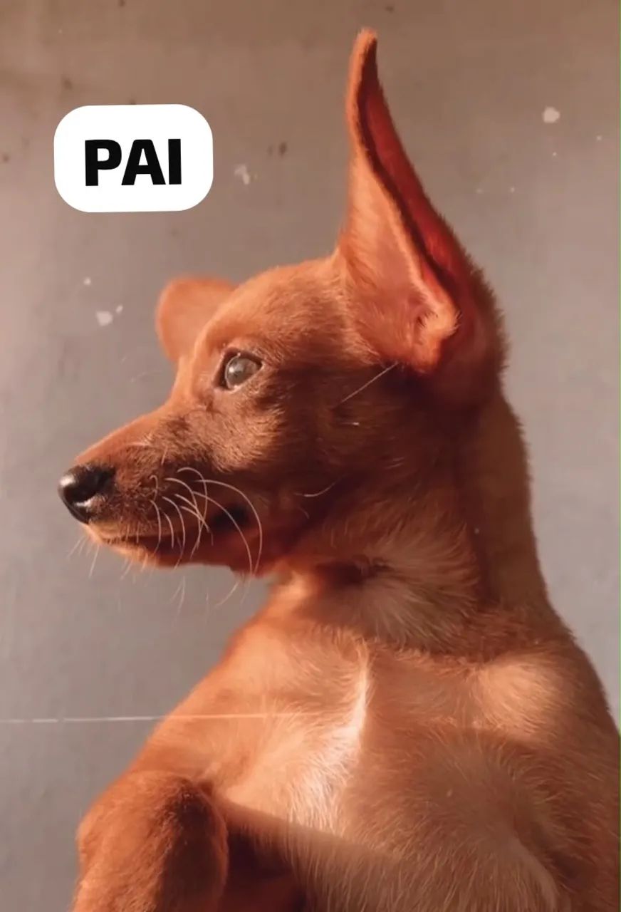 Pinsher 1 - Foto 4