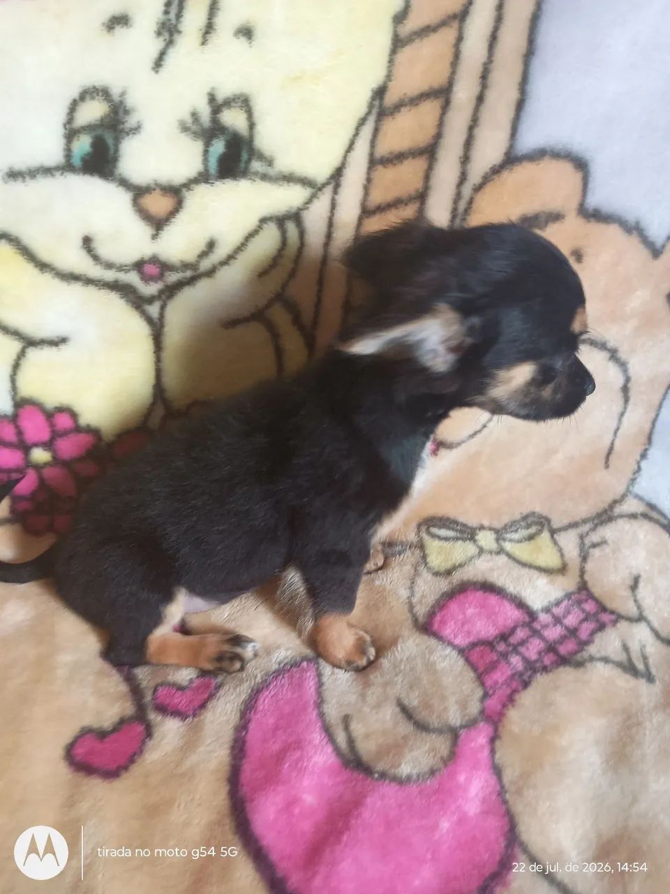 Chihuahuas  - Foto 5