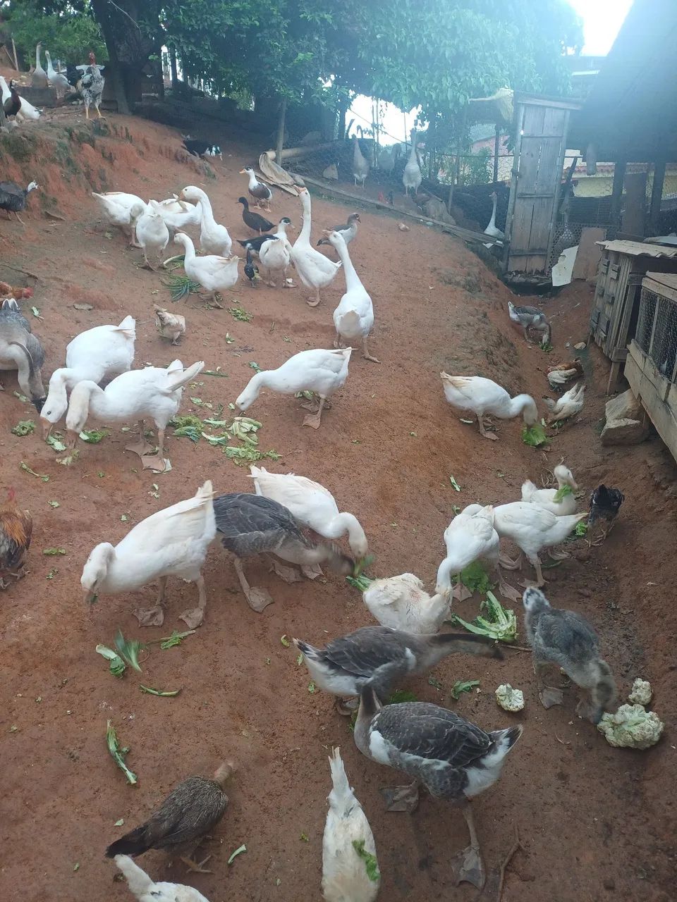 Ganso Africano Sinaleiro  - Foto 4