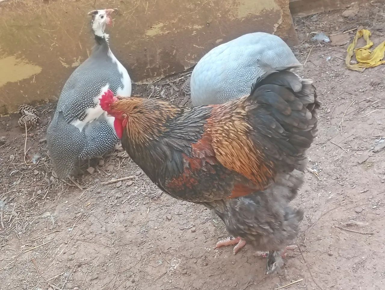 Galo  - Foto 2