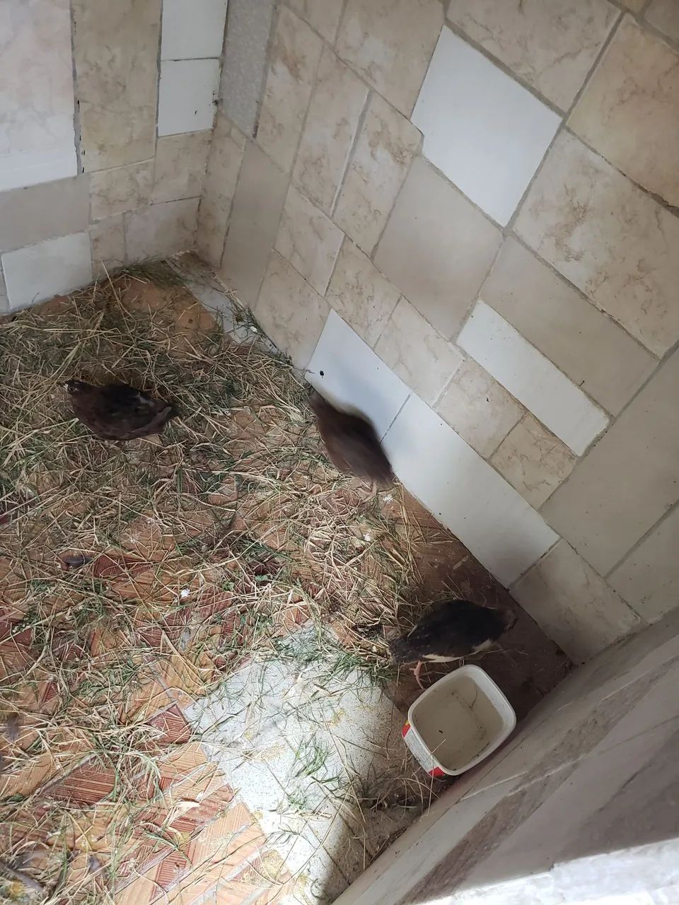 Vendo codornas macho
