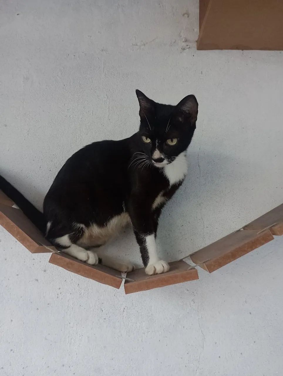 Adoção responsável  - Foto 4