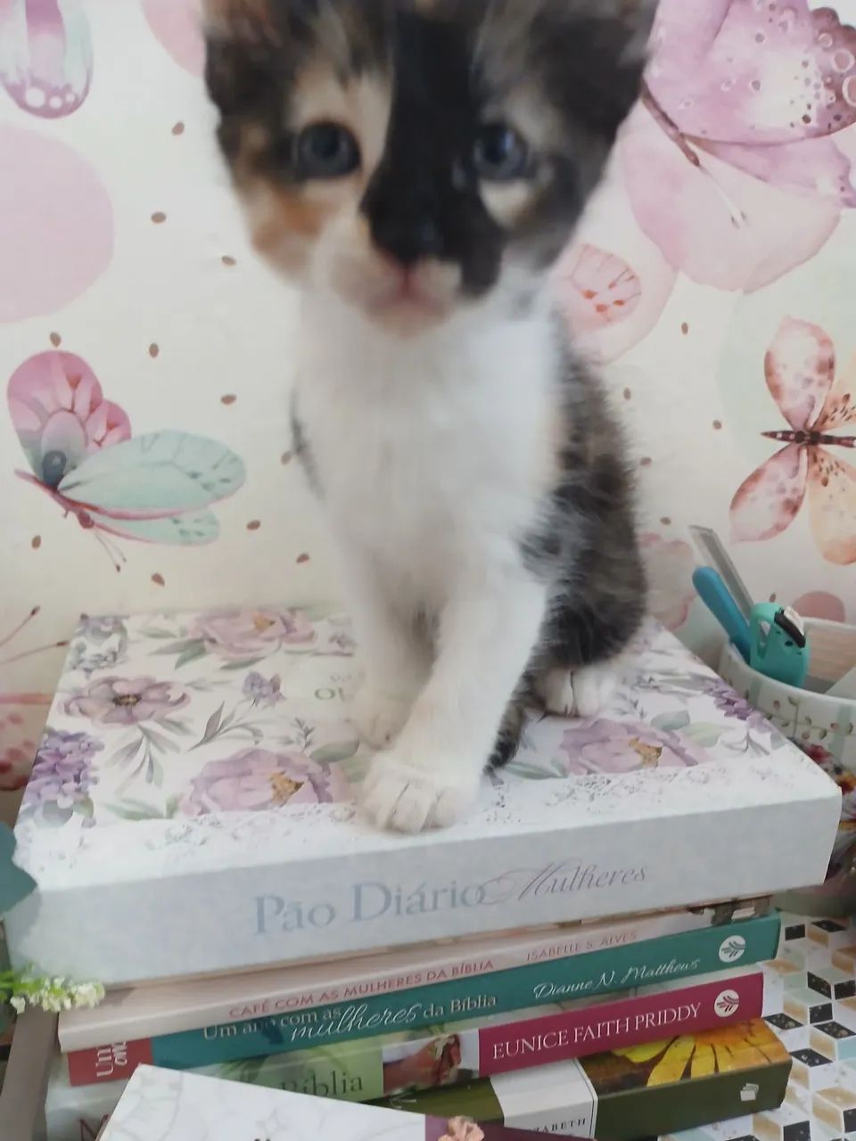 Doação lindos filhotes de gatinhos - Foto 5