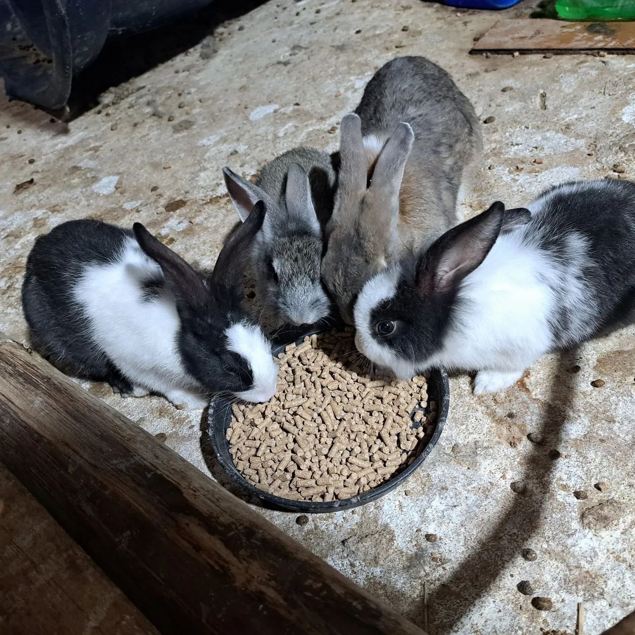 Coelhos filhotes disponíveis - Foto 4