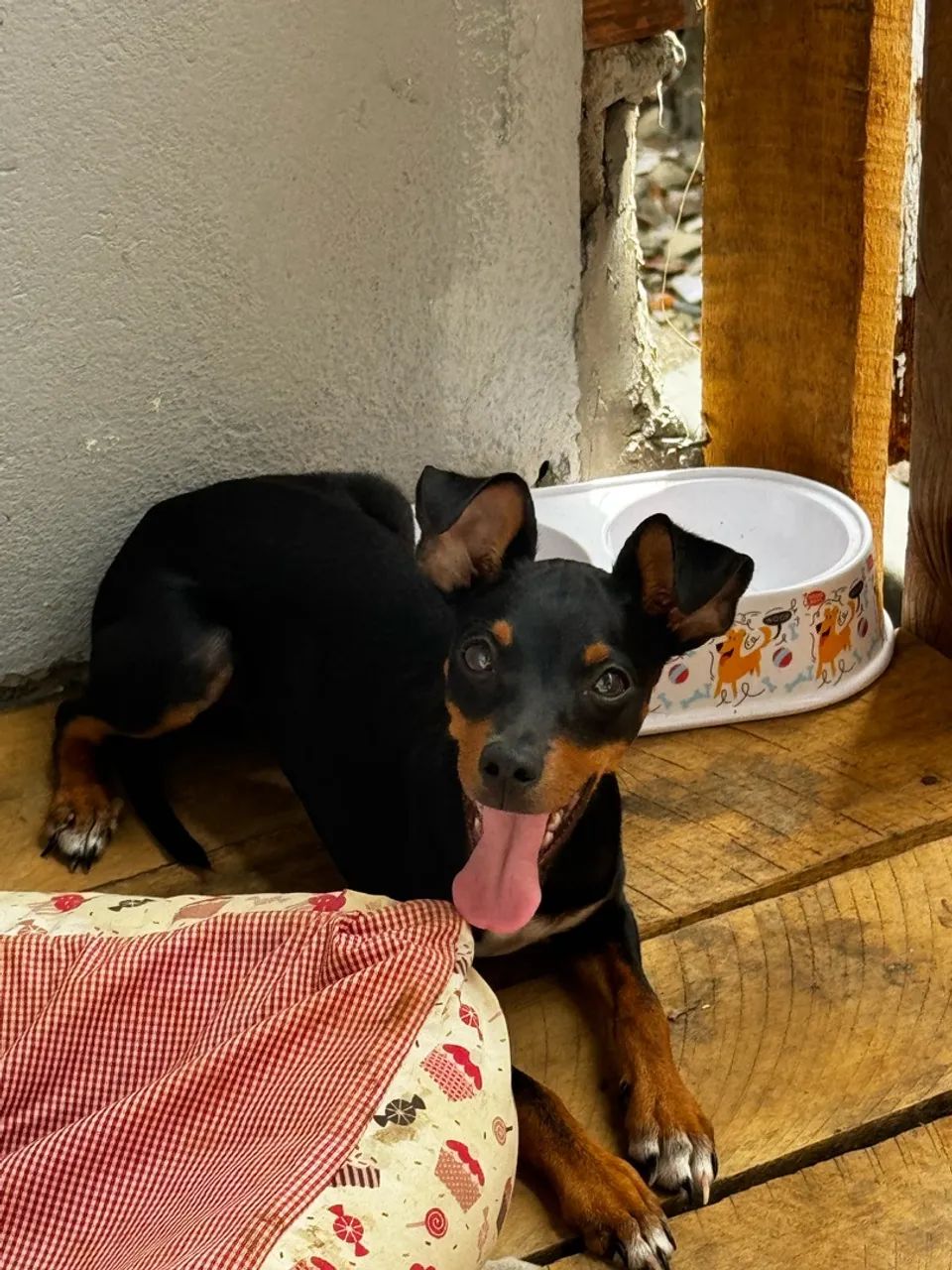 PINSCHER 