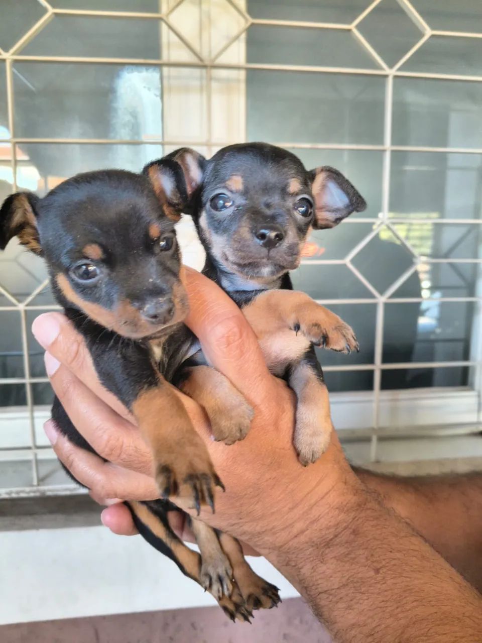 Filhotes de Pinscher 
