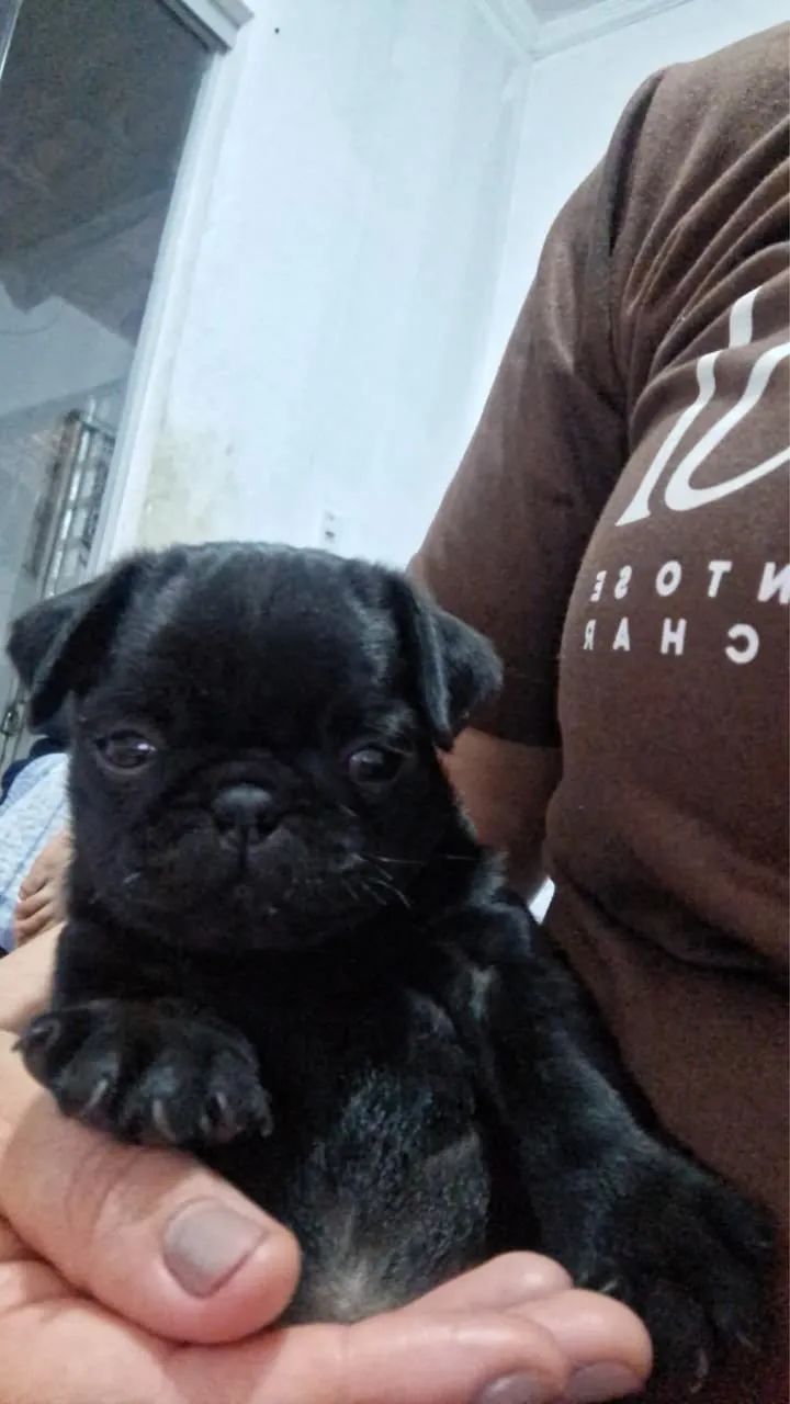 Filhotes de Pug disponíveis - Foto 4