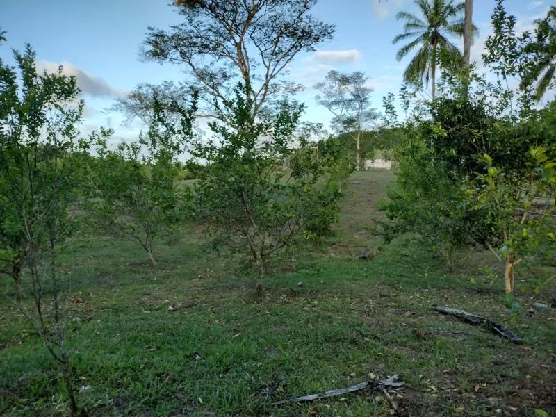 FAZENDA EM VALENÇA - Foto 4
