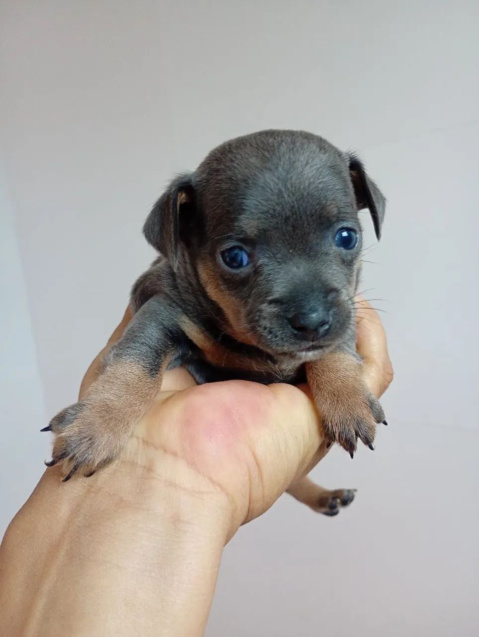 Pinscher1 - Foto 3
