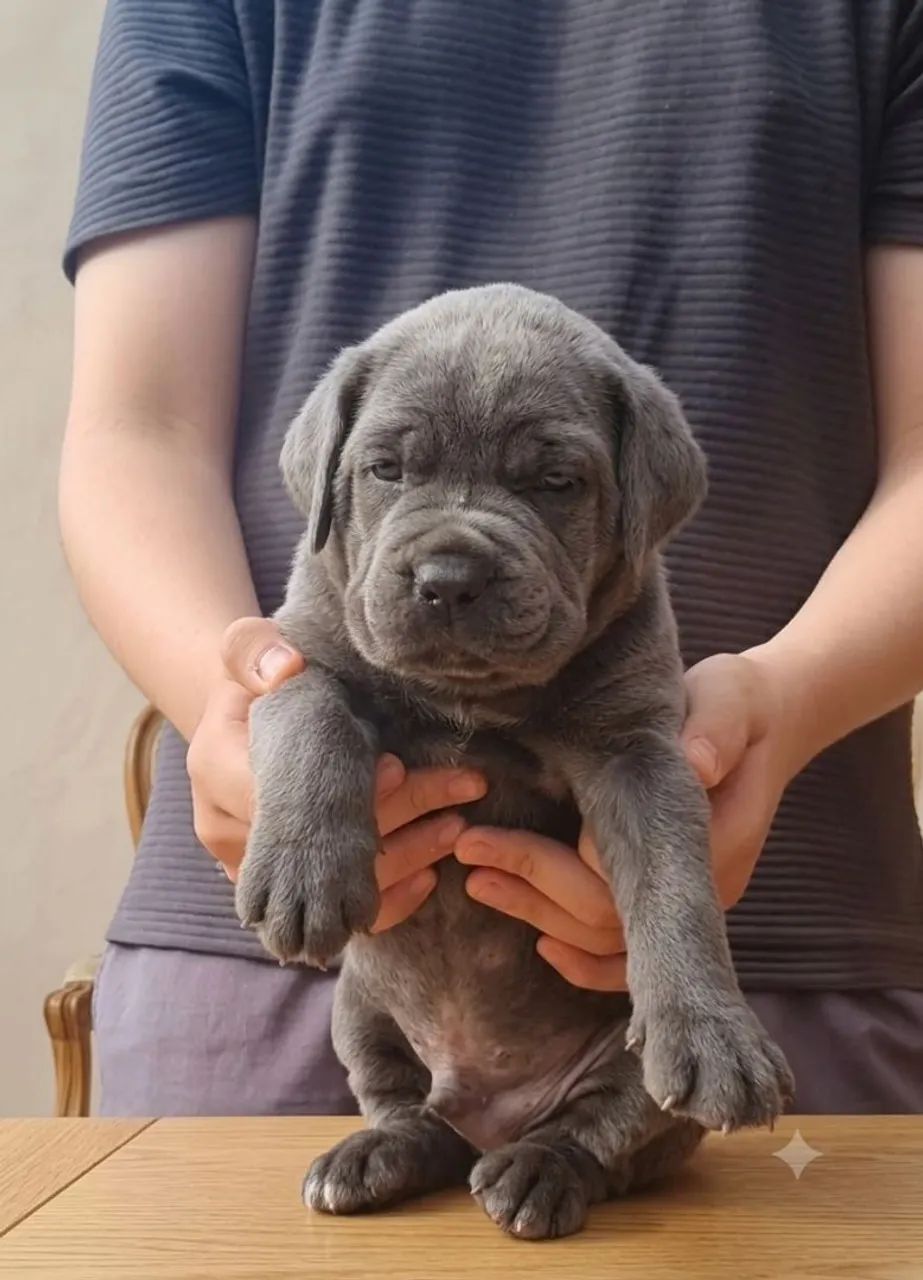 Filhotes de Cane Corso com Pedigree  - Foto 2