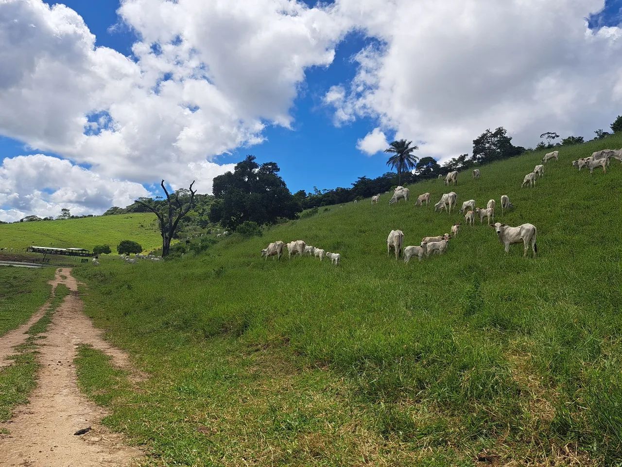 80 Vacas Nelores enxertadas e prenhas - Foto 2