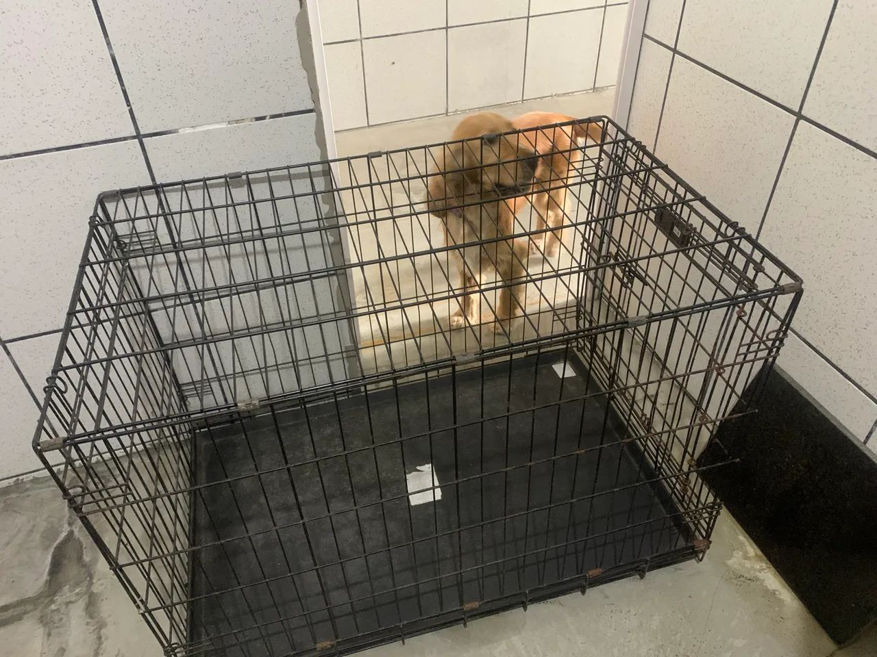 Caixa para pet 