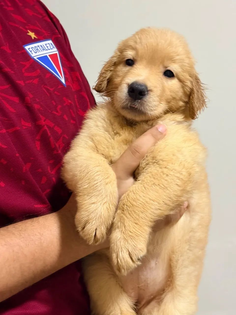 Golden Retriever - Foto 2