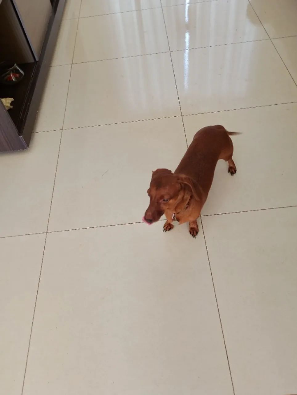 Doa-se duas pets - Foto 4