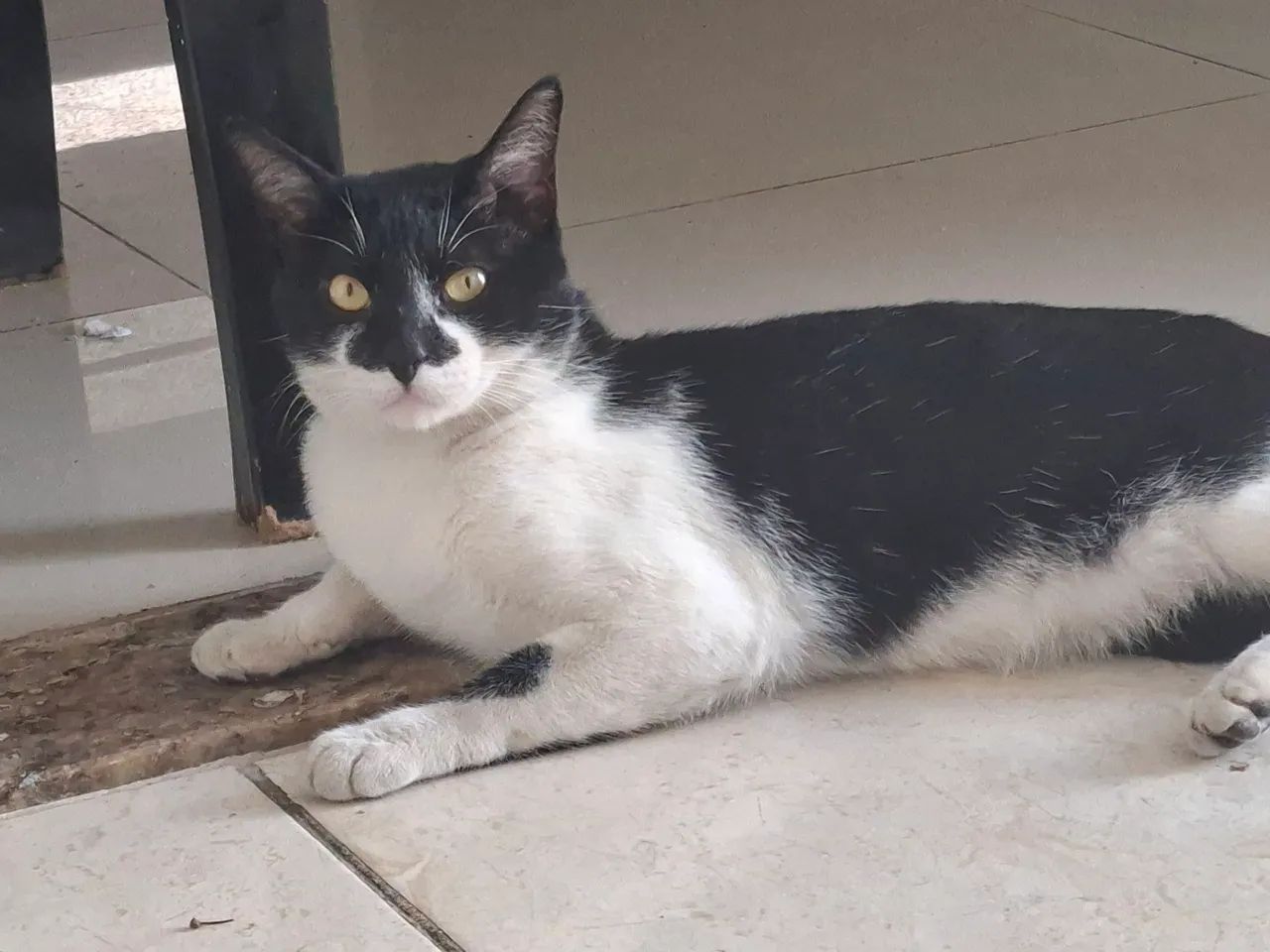 Adoção Responsável - Foto 4