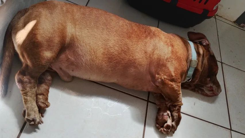Doa-se pet macho - Foto 3