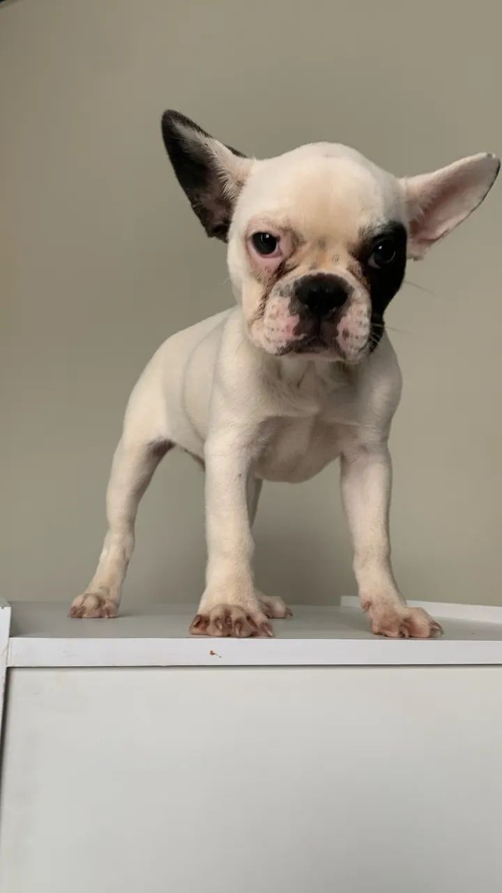 Cachorro 