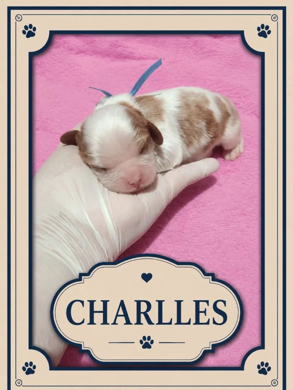 Filhote macho de Cavalier king  - Foto 2