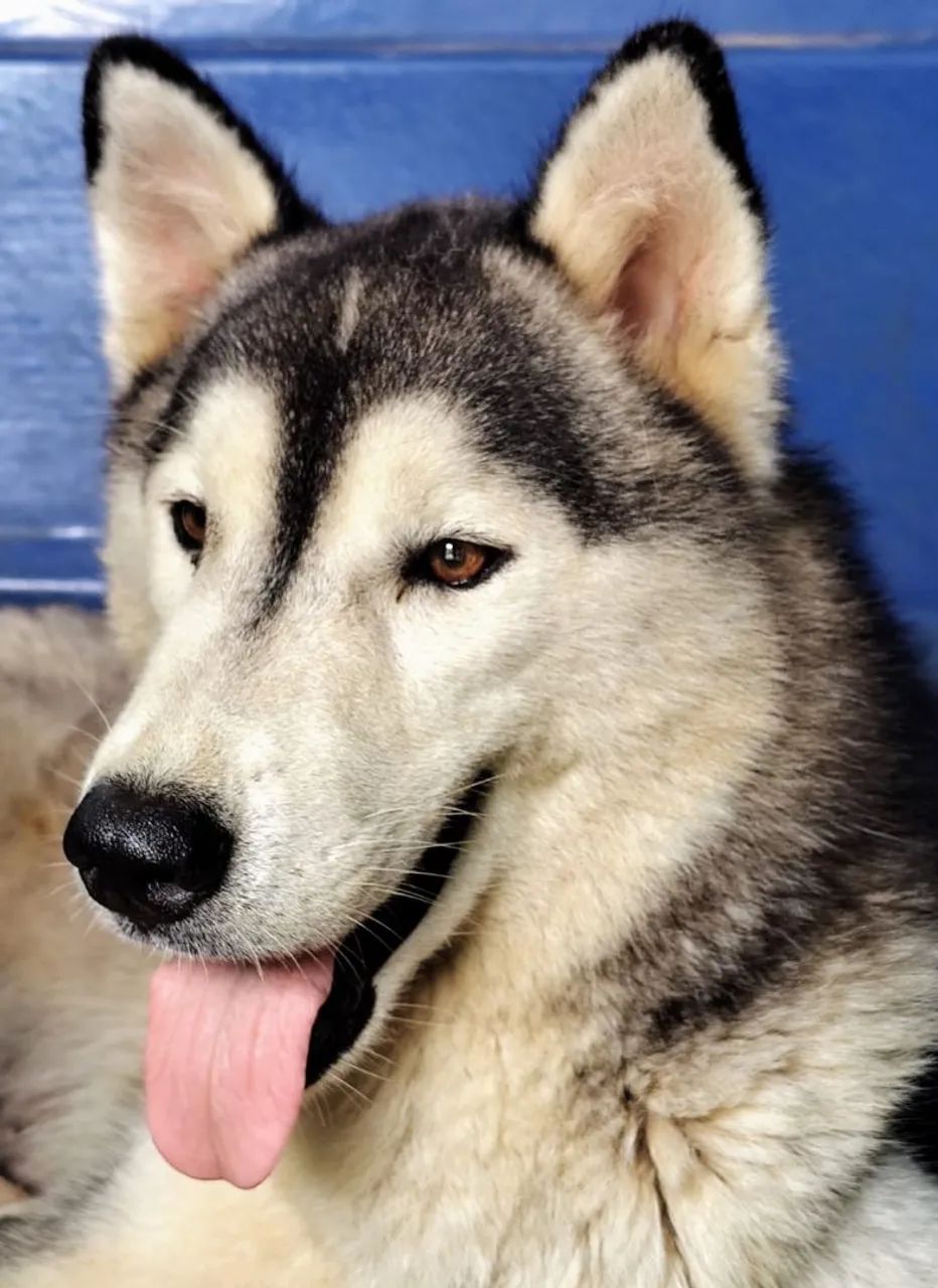 Husky Siberiano  - Foto 4