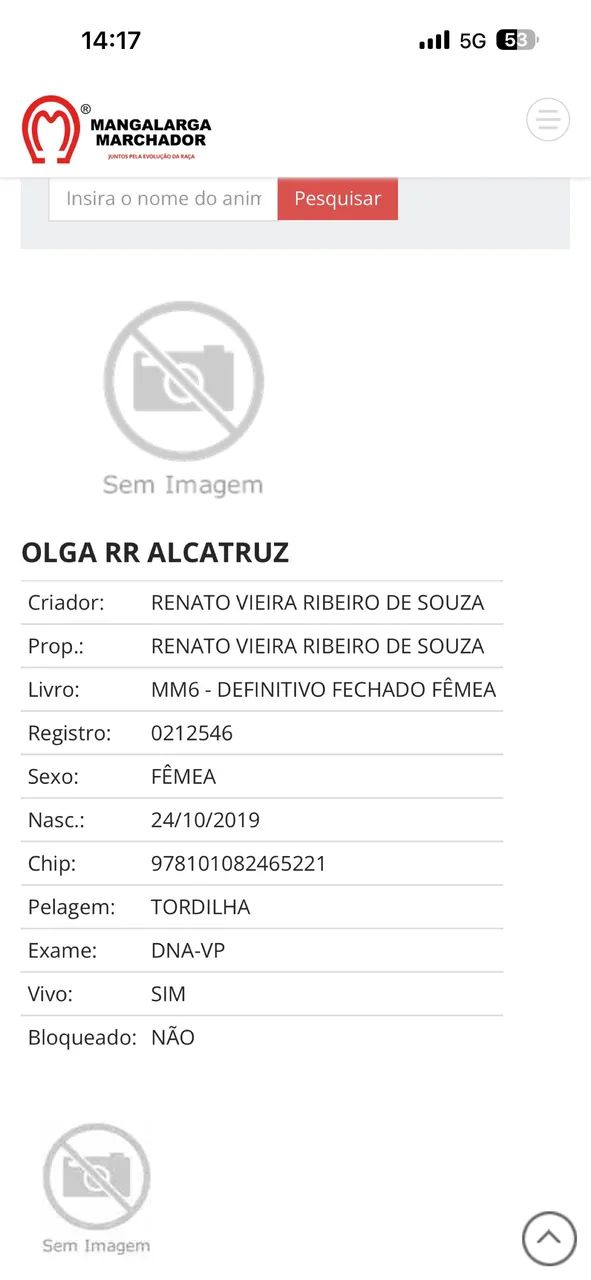 Égua 6 anos das mais lindas Registrada m/ Batida - Foto 6