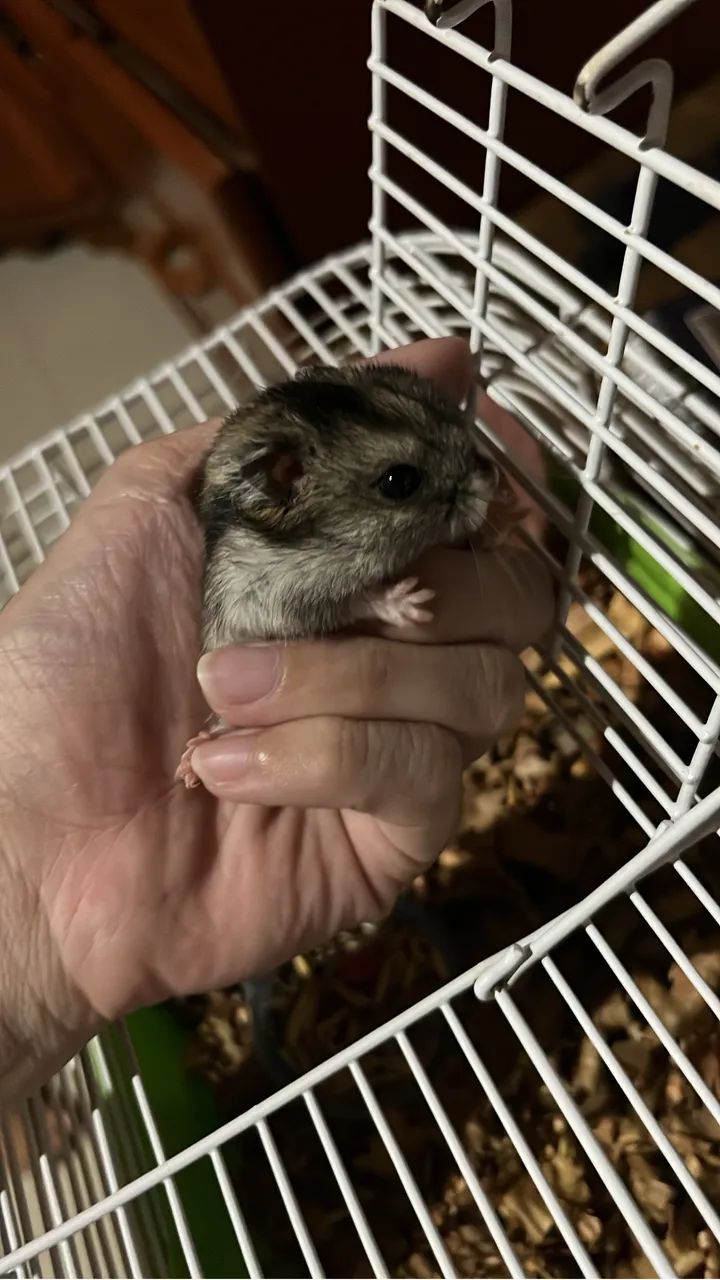 Hamster filhotes - Foto 6